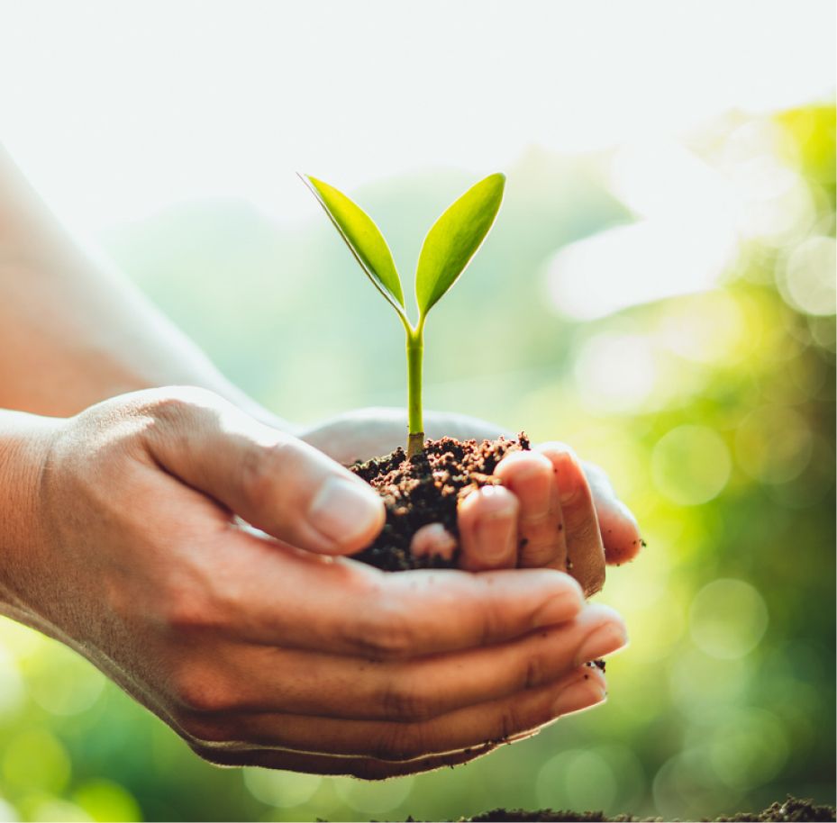 alqard alhassan img 794bdae6